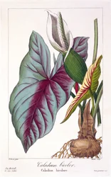 Caladium bicolor, 1836 (gravura colorida à mão)